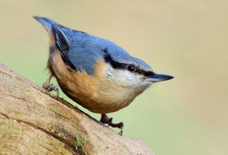 Vogel Zonienwoud