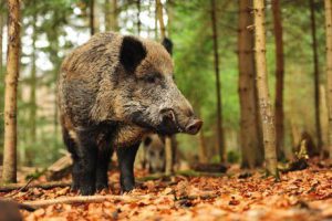 que faire rencontre sanglier