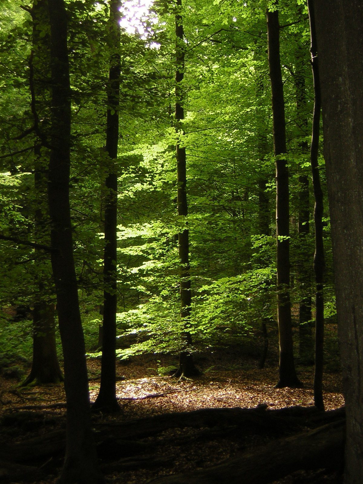 foret-de-soignes